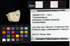 Foto (Objket + Etiketten) von ? Goniodromites sp. 